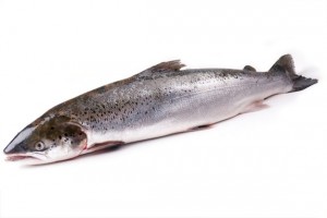 Красная рыба: лосось, семга и др.